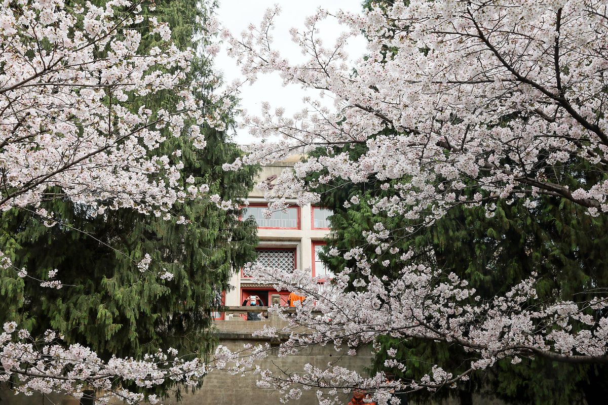 武汉大学樱花：早开、晚开还是因时而开？