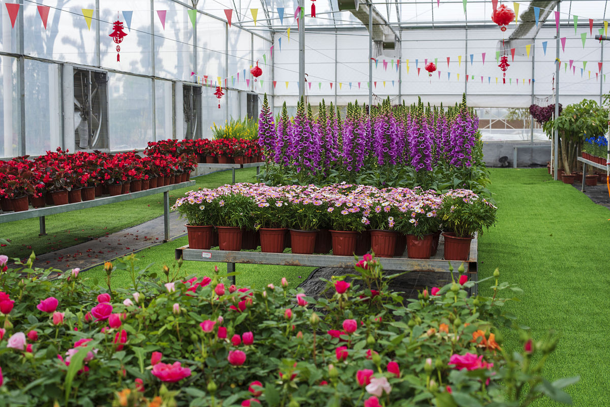 云南花卉产业发展：经济、农业、旅游、生态、文化多重效益