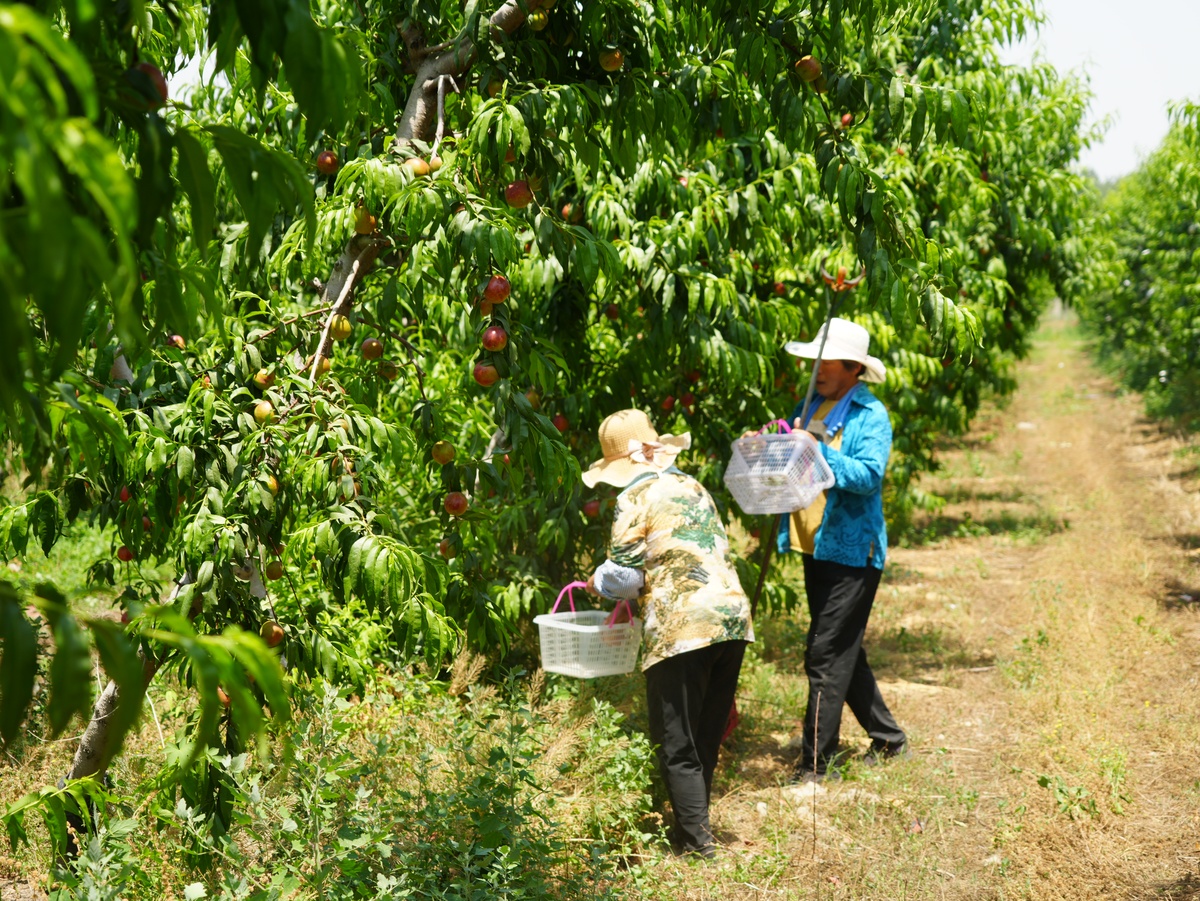 半社会主义性质的合作社经济是什么请举例说明