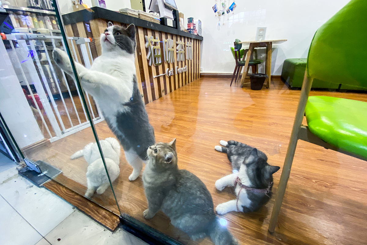 撸猫社交平台：打造猫奴们的乐园