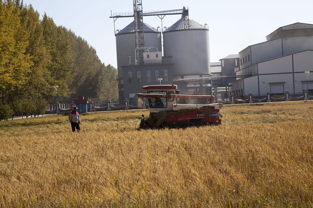 粮油饲料加工技术学习指南：课程体系与就业前景