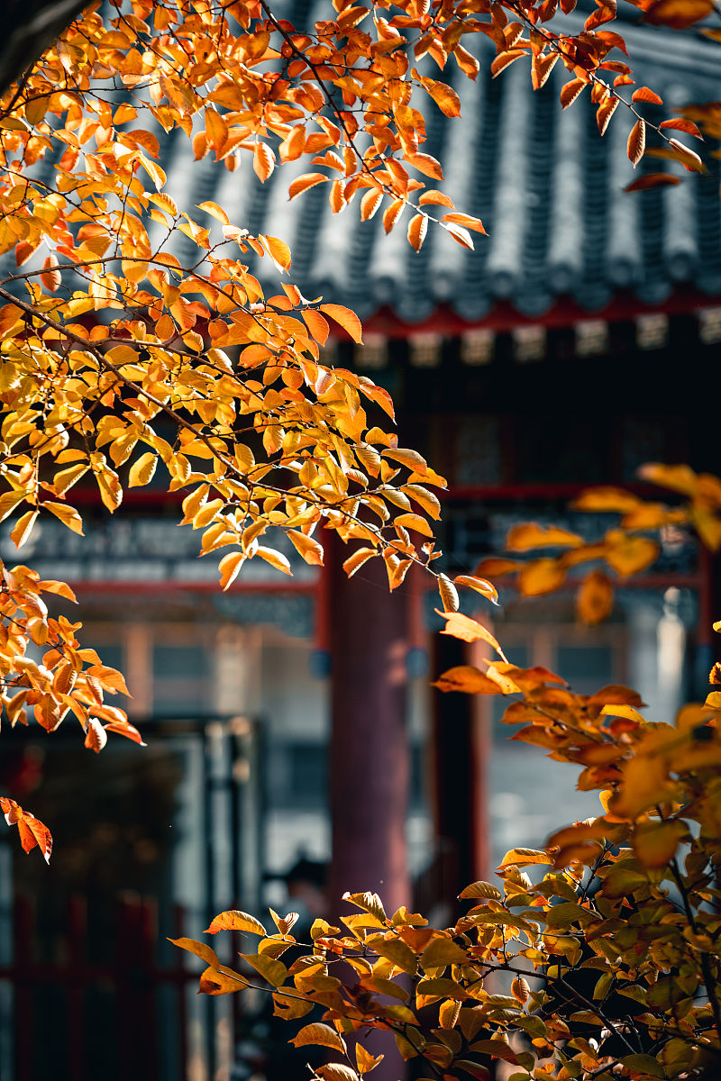 《故都的秋》赏析: 北京秋景的诗意描绘