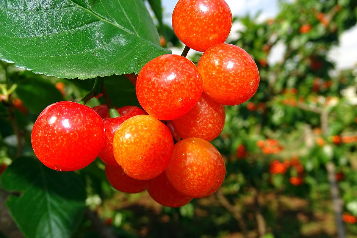 红果金丝桃能不能吃，