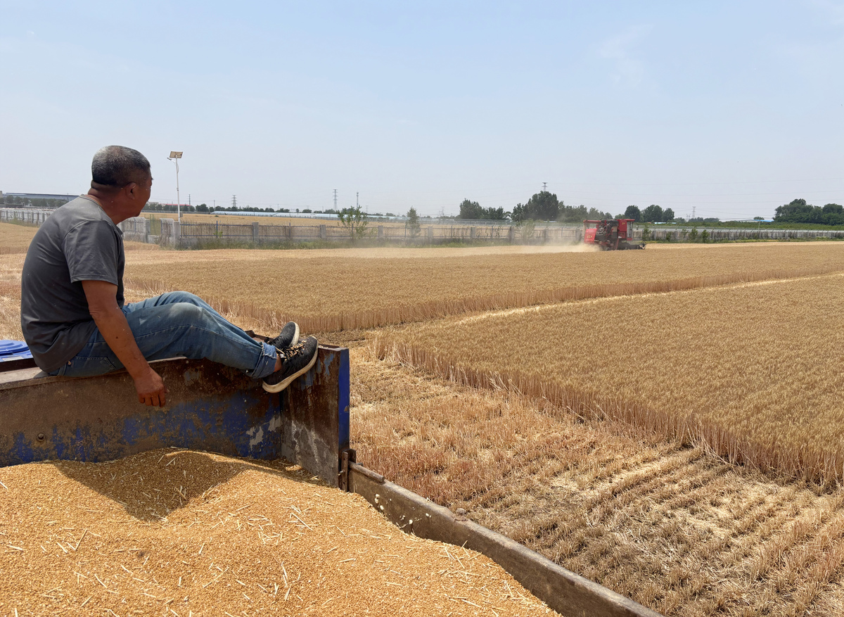 最回忆烟台麦收