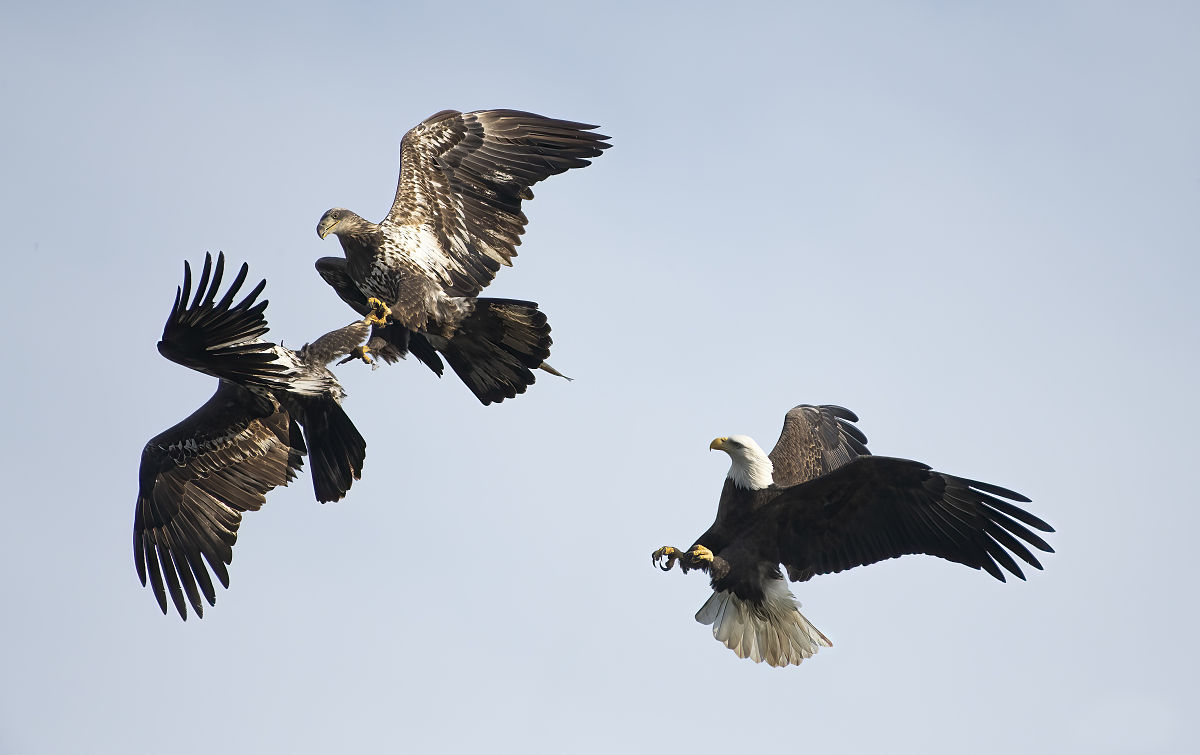 小鱼的日常：高中生群聊日常