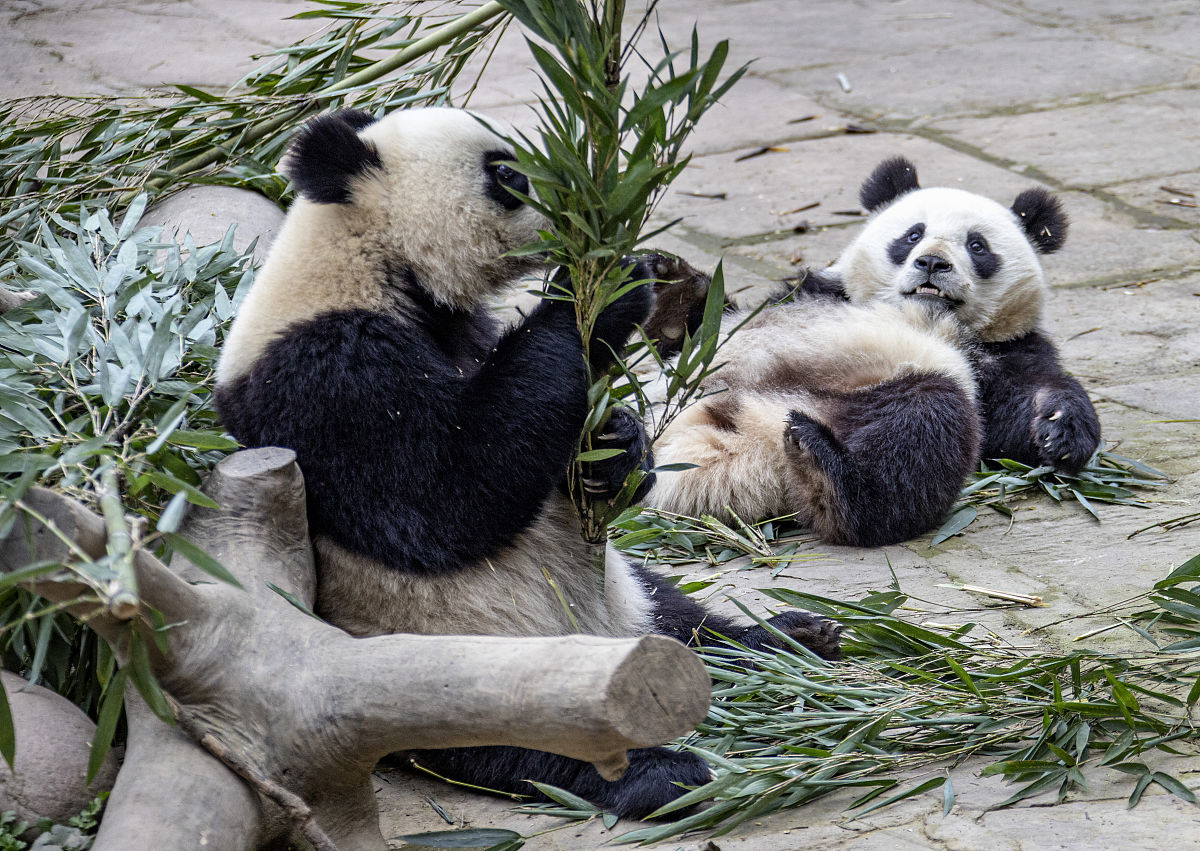 四川雅安市环保专业承包二级资质转让：哪个公司靠谱？