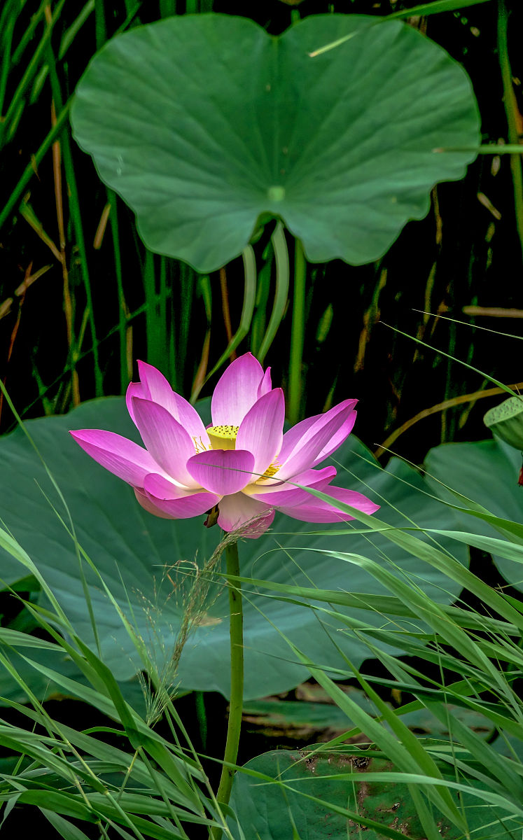 黑龙江生态工程职业学院单招有药剂专业吗