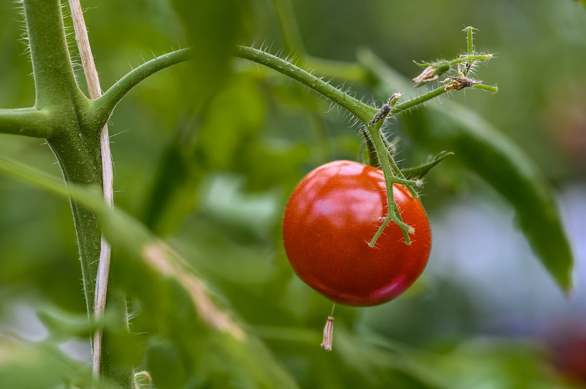 翻译domesticated tomato