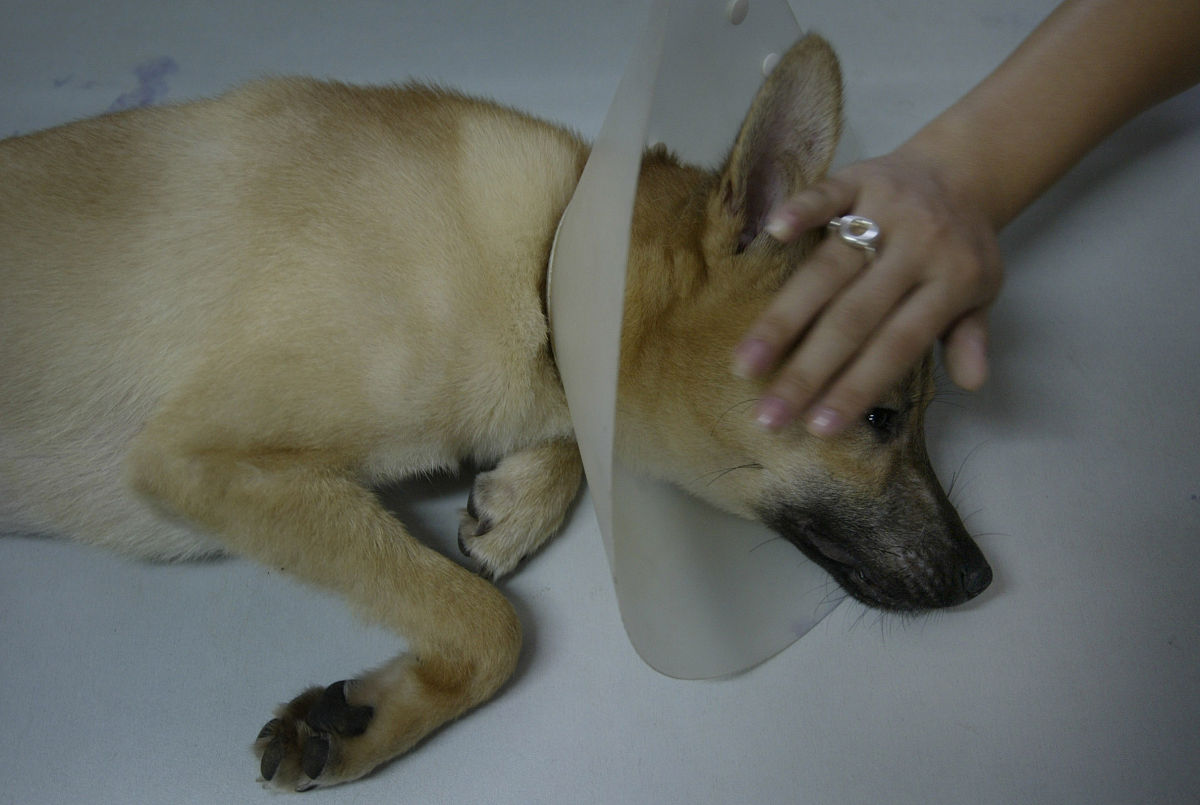 重庆三峡职业学院动物医学专业招生 - 培养未来动物医生