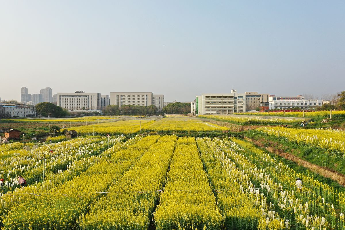 华中农业大学油菜研究：育种、遗传资源、生理生态与病虫害防控
