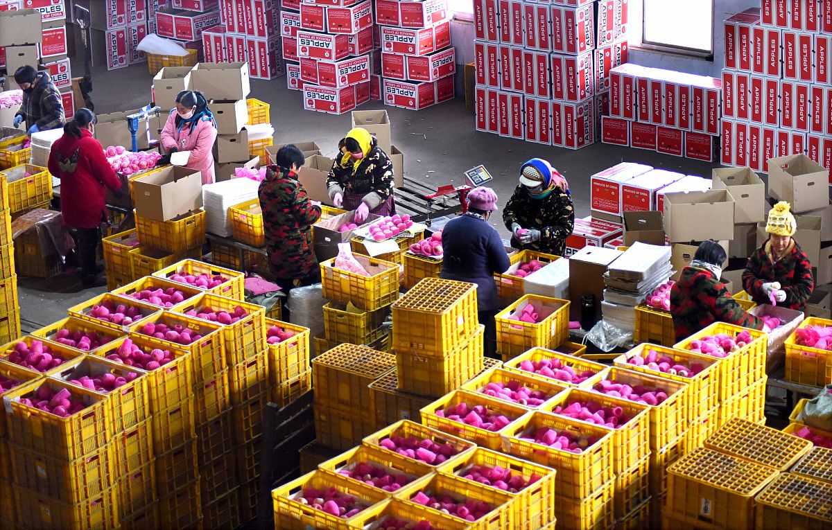 2020年12月9日,员工在山东省淄博市沂源县张家坡镇一果品营销公司分拣