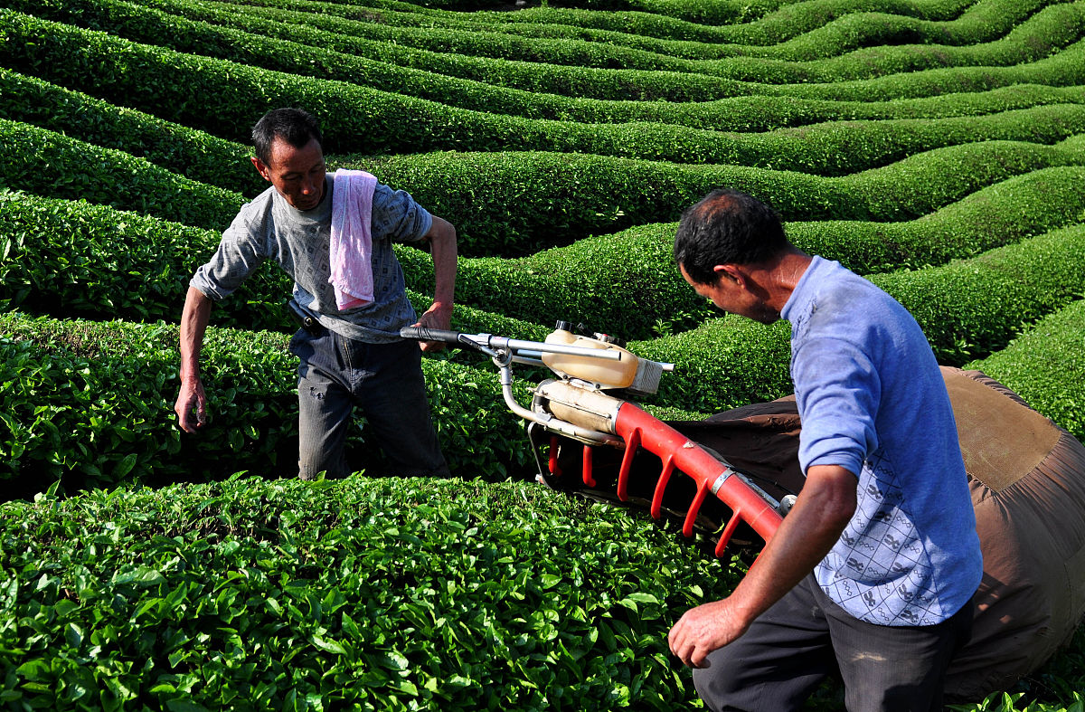 茶叶专业就业方向好吗