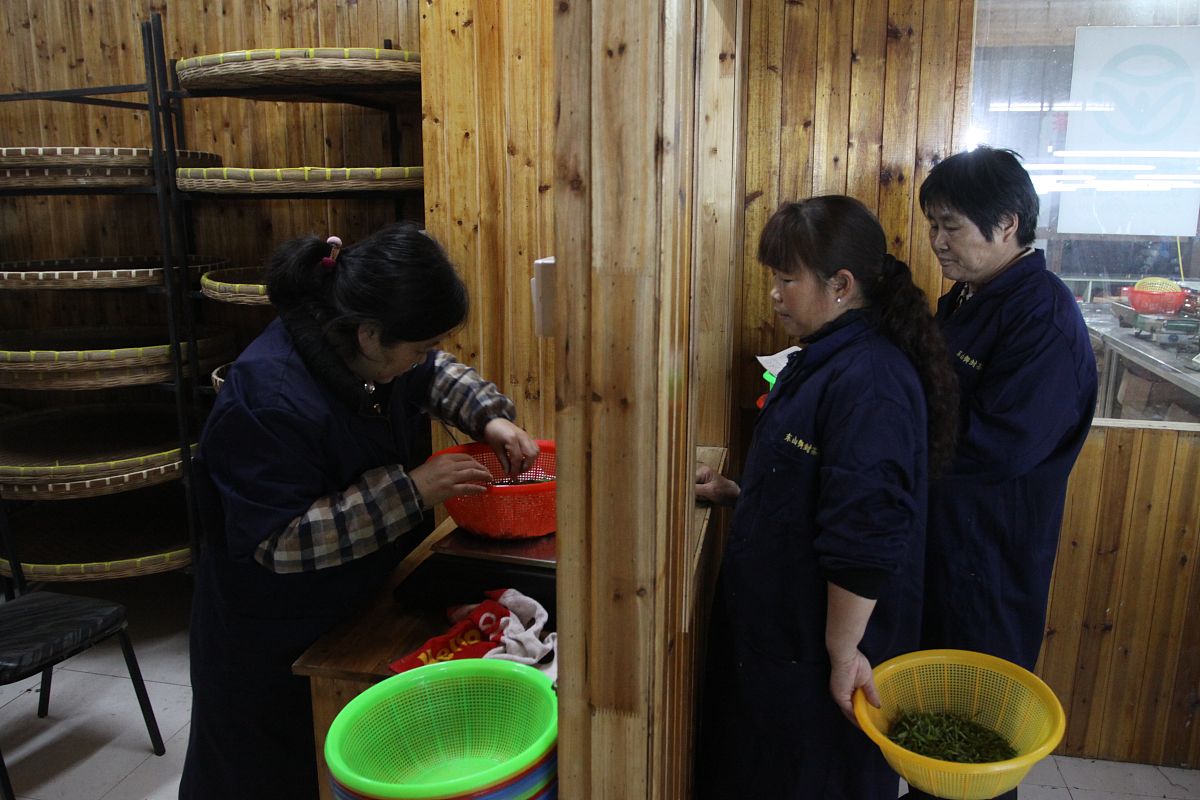 江西婺源茶叶学校2021年招生简章 | 学习茶叶制作技艺