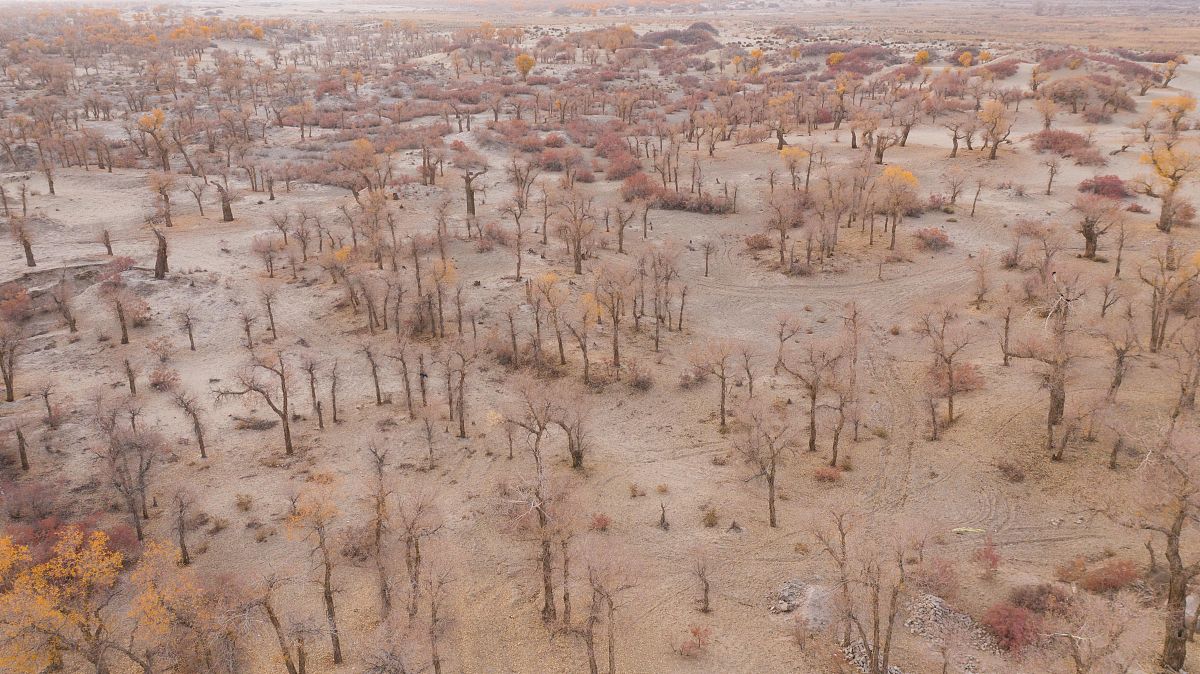 新疆盐碱地植物的生存策略：红柳和胡杨木的“排盐”机制