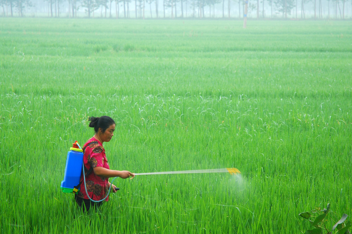 豌豆误打百草枯能救活吗？  -  紧急应对指南
