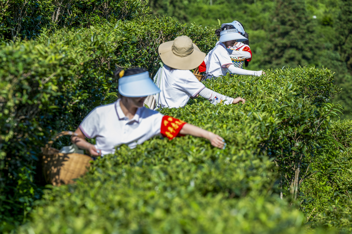 江西婺源茶叶学校2022年专业设置：茶叶栽培、加工、营销、文化