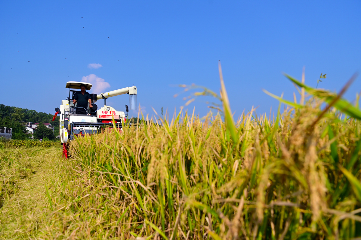 全国丰收五省联动大直播开场主持词