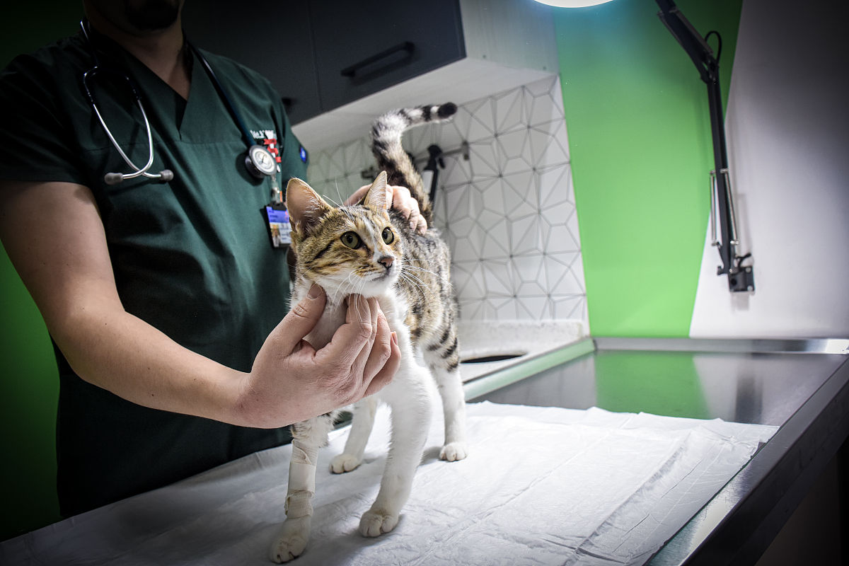 猫传染性腹膜炎（FIP）能治好吗？治疗方法和护理要点