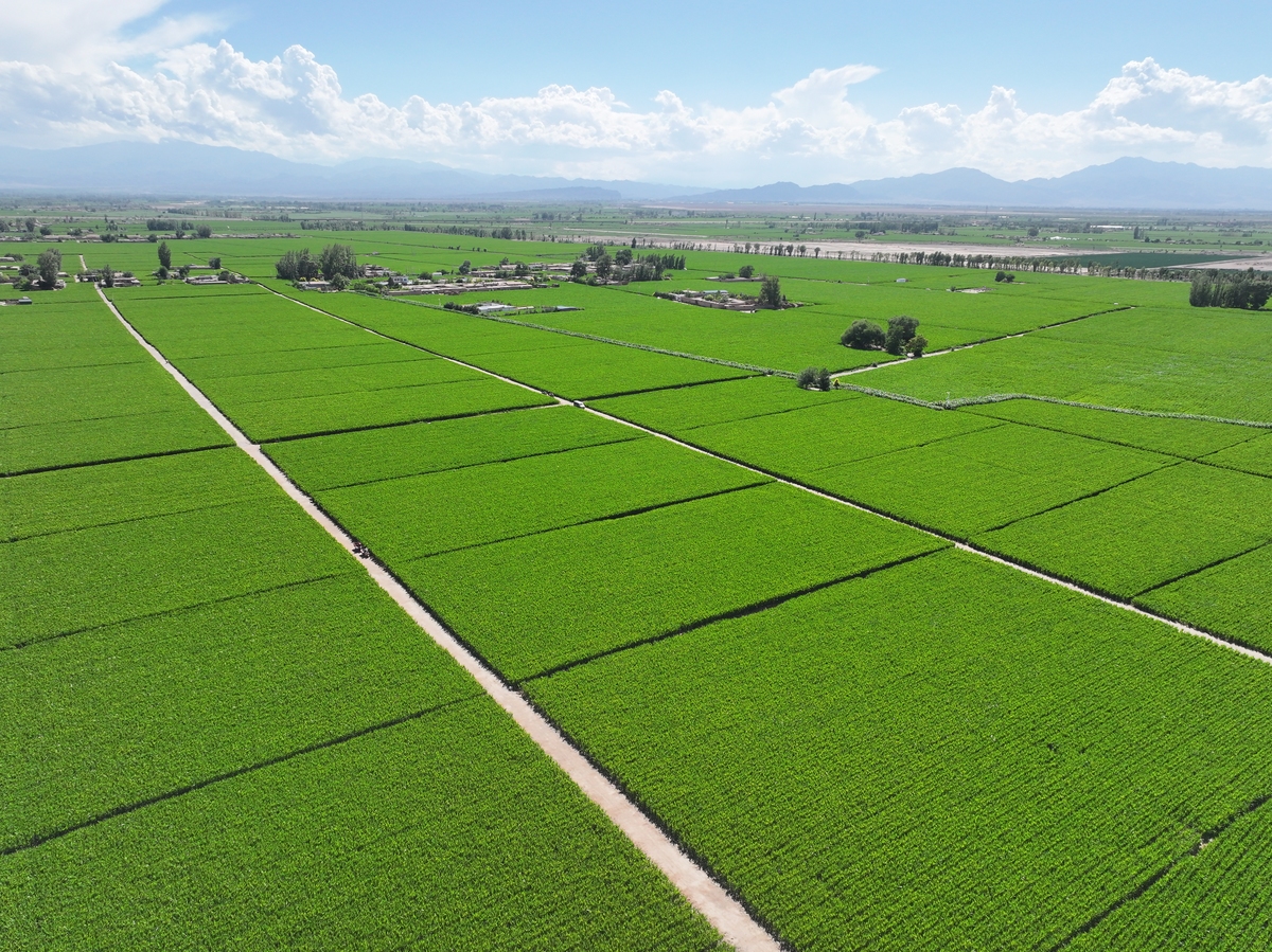 改成玉米病虫害检测长远来看公司希望能将独特的农业绿色托管服务模式全面渗透入国际高经作物的种植 体系。通过品牌连锁经营模式设立分公司或服务站点规划建设国际服务网点体系。由加盟 合作机构开展本地化服务公司聚焦农业高新技术应用的价值优化体系建设将专业化托管 服务系统升级为核心载体实现航母级智能绿色高经作物农业托管服务平台的建立推动农业全托管服务市场教育与重要业务伙伴就共同建立农业绿色综合服务的产业联盟强