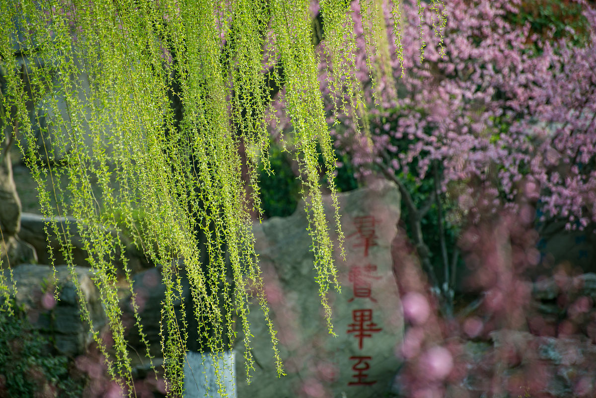 2022年3月23日,春日里的山东临沂书法广场,鸟语花香,生机盎然.