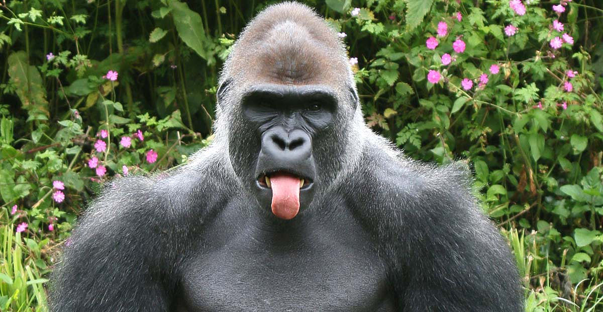 17【简答题】1、请简述儿童第一语言的习得过程