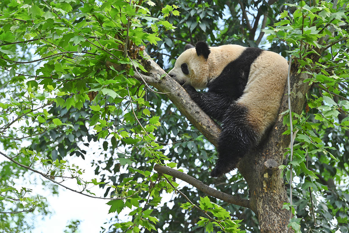 成都2021年读中专学校要多少钱