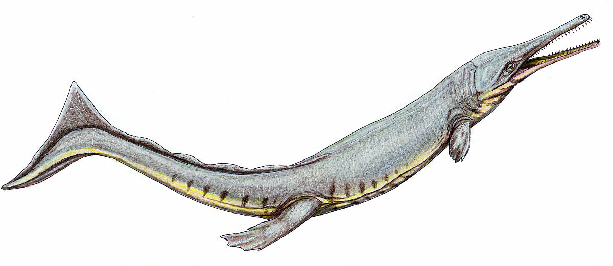 2020年4月22日讯(具体拍摄时间不详),cricosaurus suevicus鳄鱼的艺术