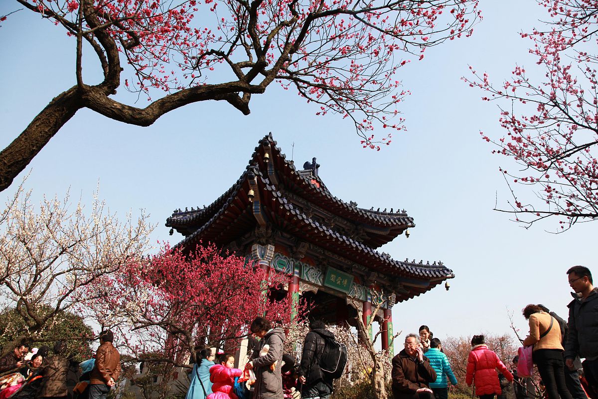 植物物候响应策略与最优生存理论：关系与应用