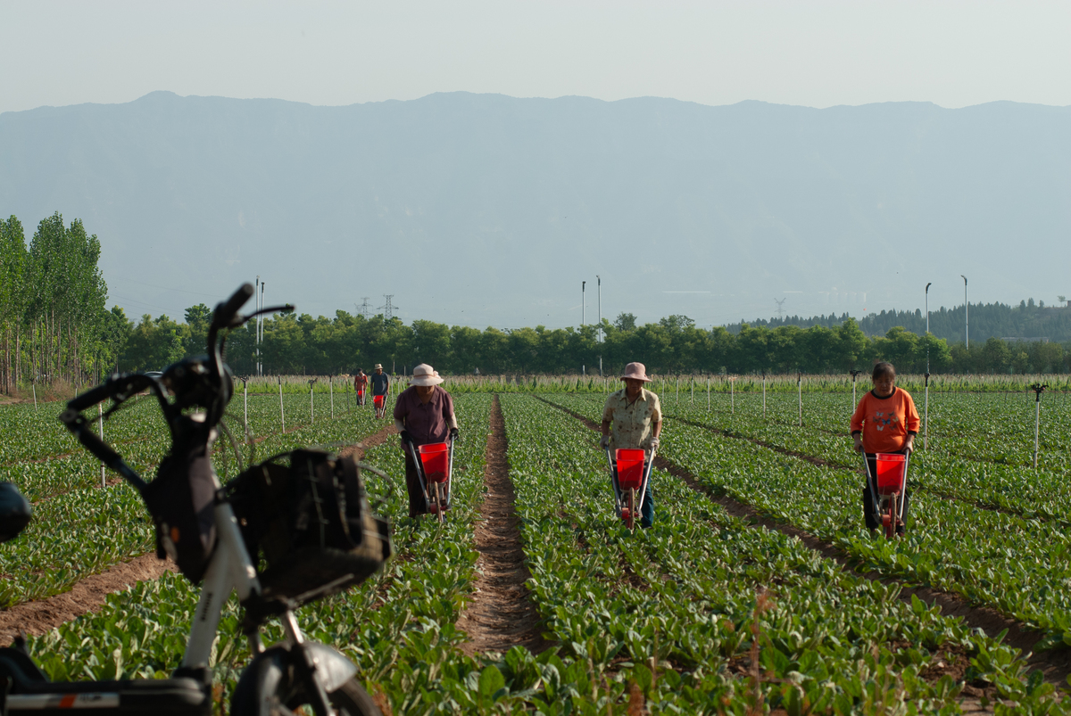 论述马鞍山地区旱作玉米生产现状及增产途径研究的研究目的不少于300字。
