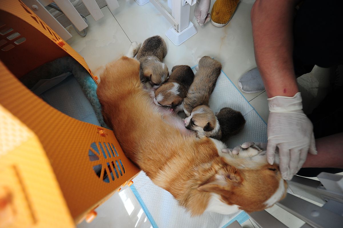 如何安慰痛失爱犬的好友