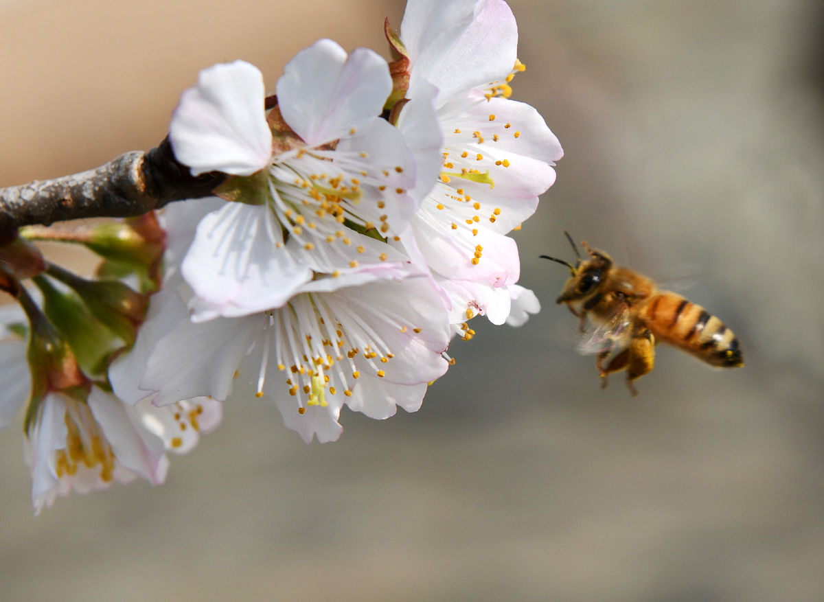 桃树开花不授粉能结果吗？没有蜜蜂怎么办？