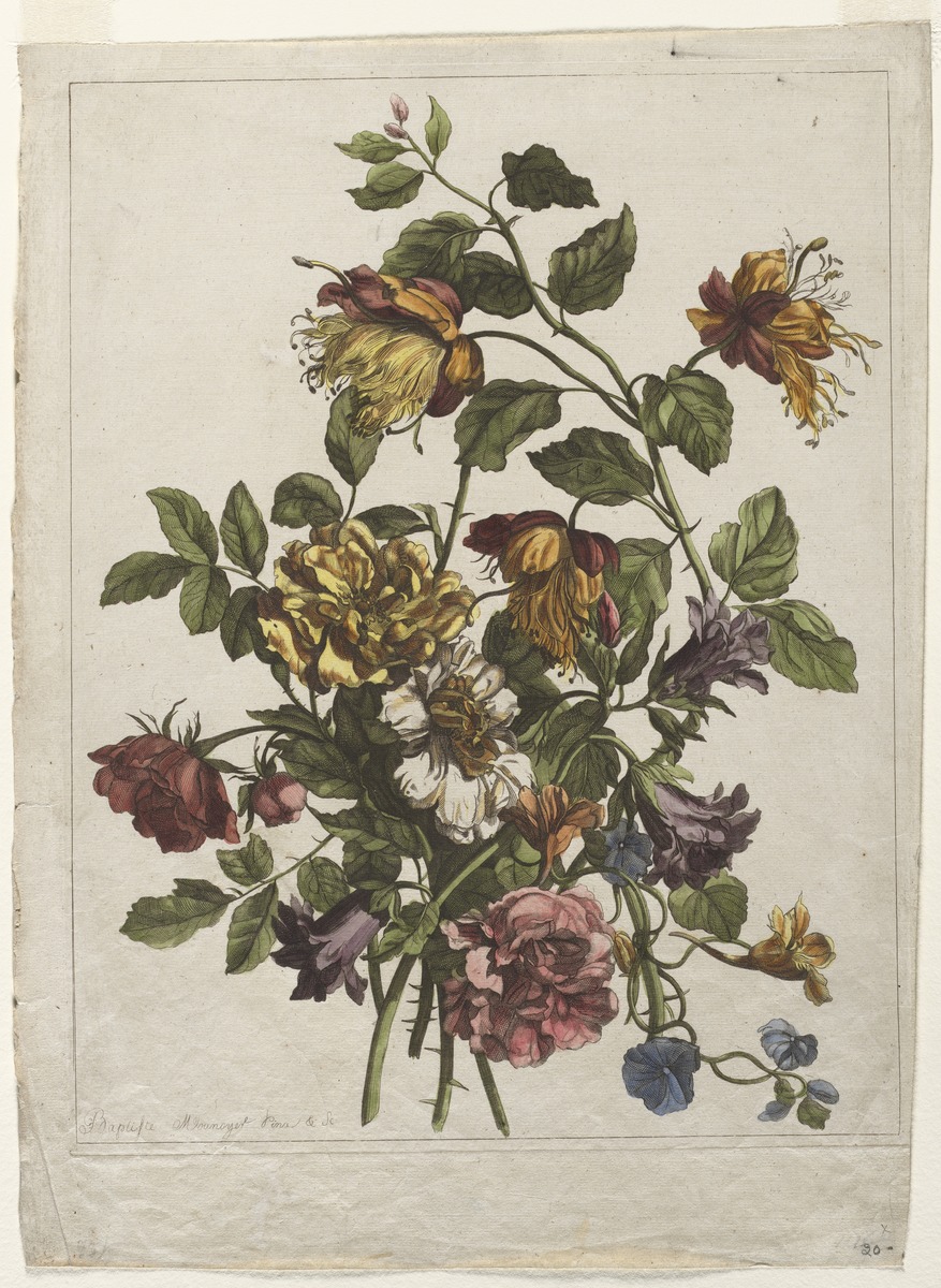 模仿 Robert Kushner 排版风格的植物画