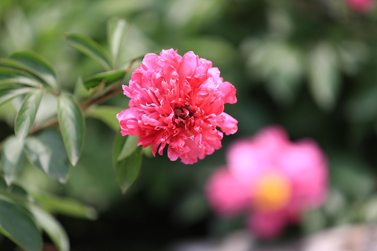 2021年4月28日,正值烟花三月下扬州的时候,江苏扬州瘦西湖风景区内的