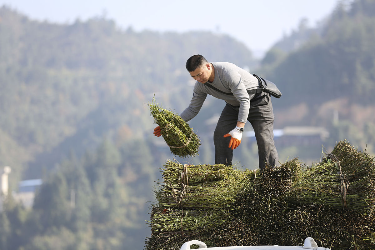 贵州中草药种植专业院校推荐：培养中药产业人才