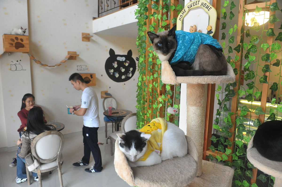 猫咖视觉形象设计选题依据