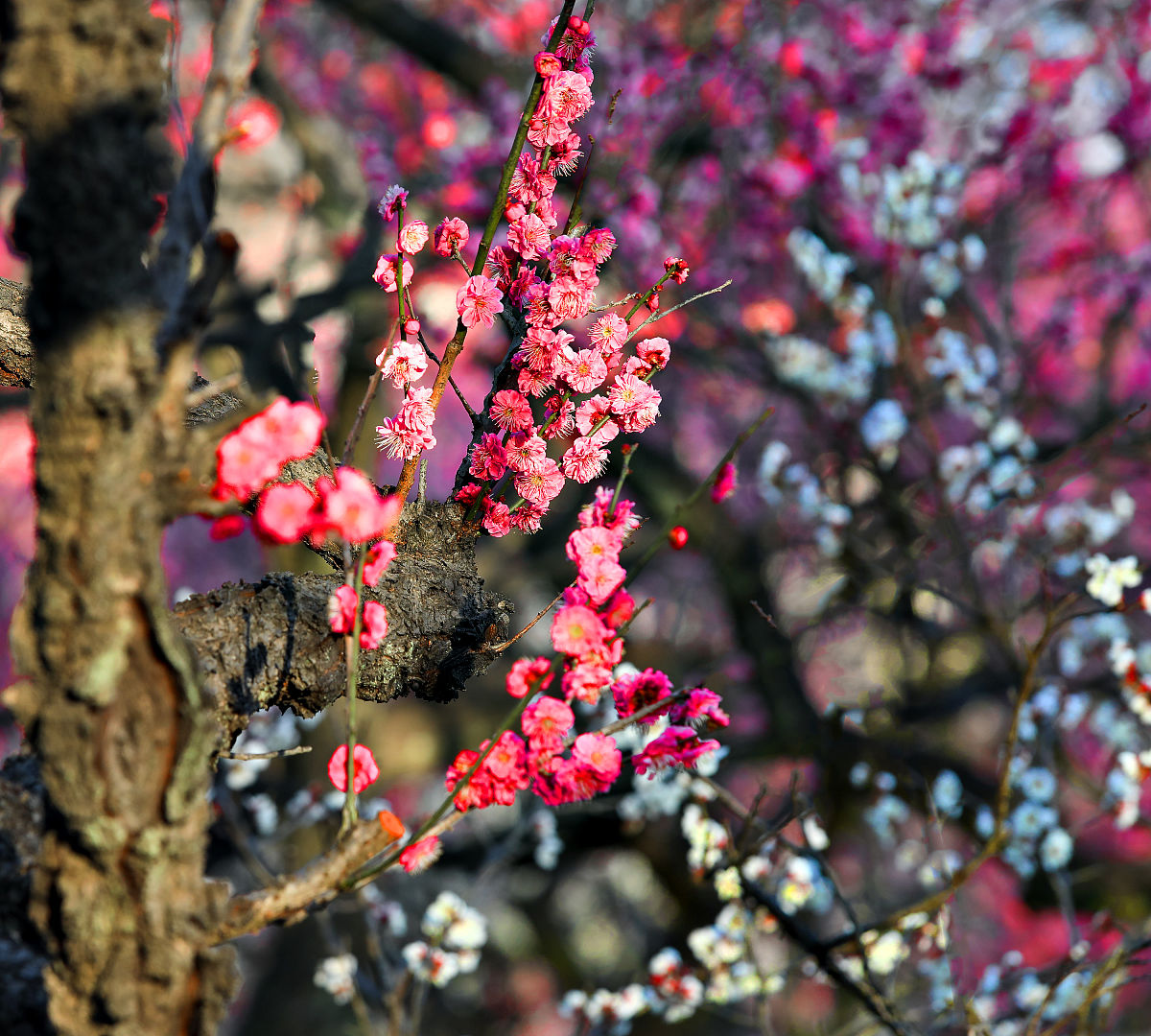 请参考以下内容重新生成一篇不少于800汉字的原创文章。主题是：《十大名贵梅花有哪些盘点连名字都美到极致的梅花》语言要幽默口语化。1、红梅2、绿萼3、杏梅4、宫粉5、骨里红6、美人梅