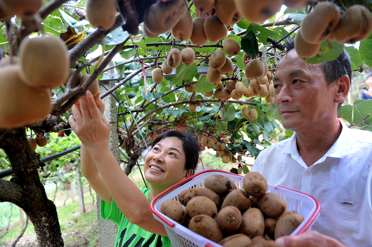 陕西猕猴桃VS广东猕猴桃：哪个更好吃？