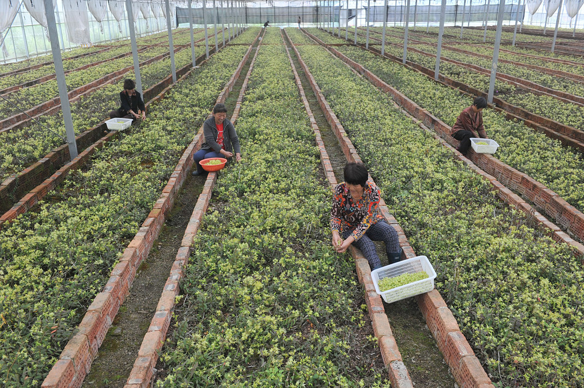 2018年6月5日,在浙江省杭州市一铁皮石斛种植基地里,工人们在采摘石斛