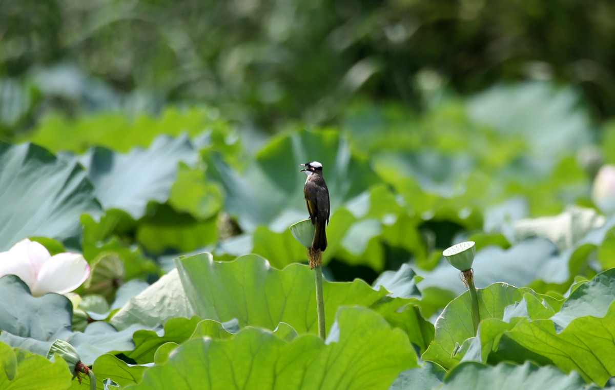 小鸟与荷叶：一个温暖舒适的家