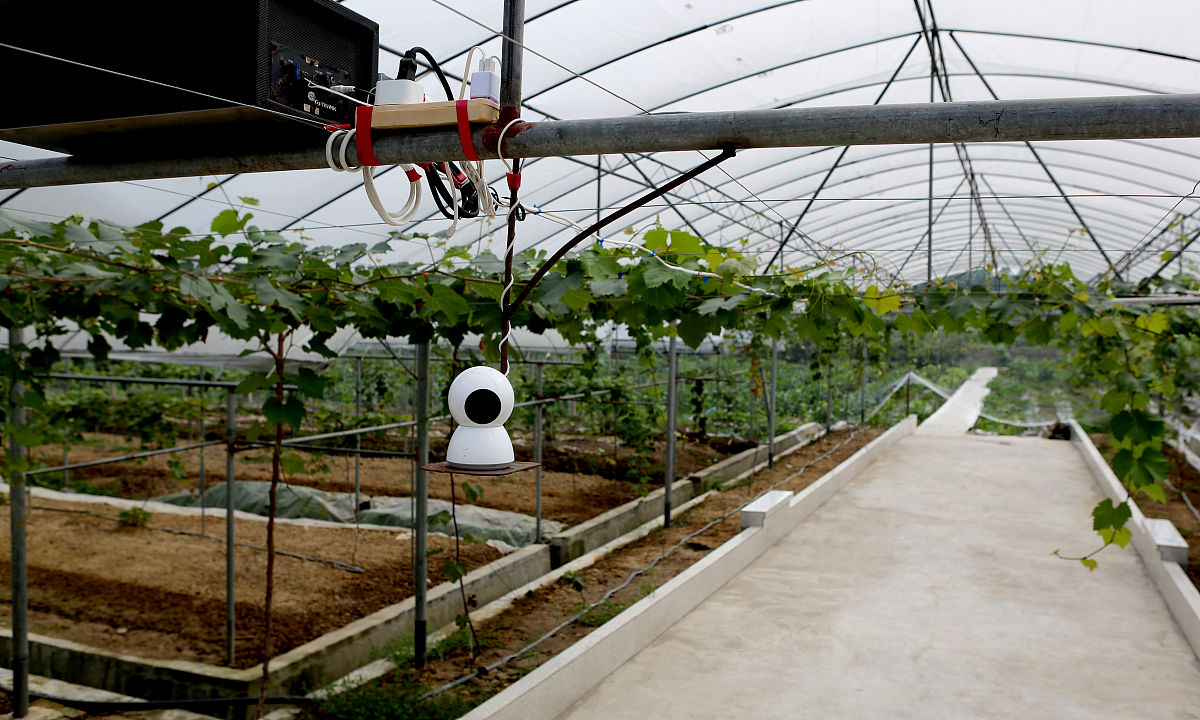 帮我写一个蔬菜大棚的创新项目