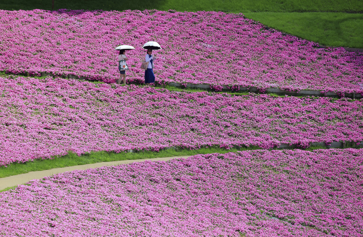 下雨天，鲜花更美！
