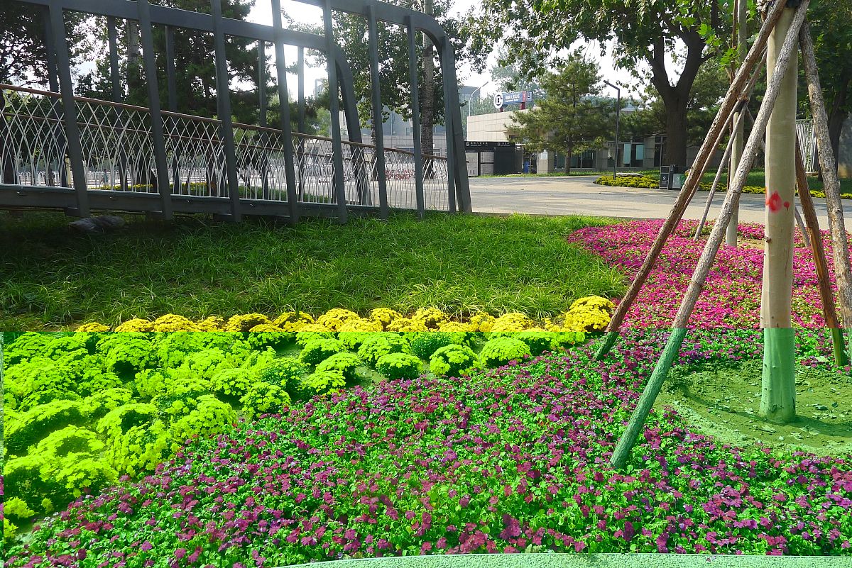 校园植被单一怎么改善