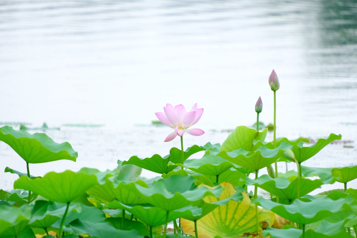 描写夏天天蓝荷花池的景色诗句
