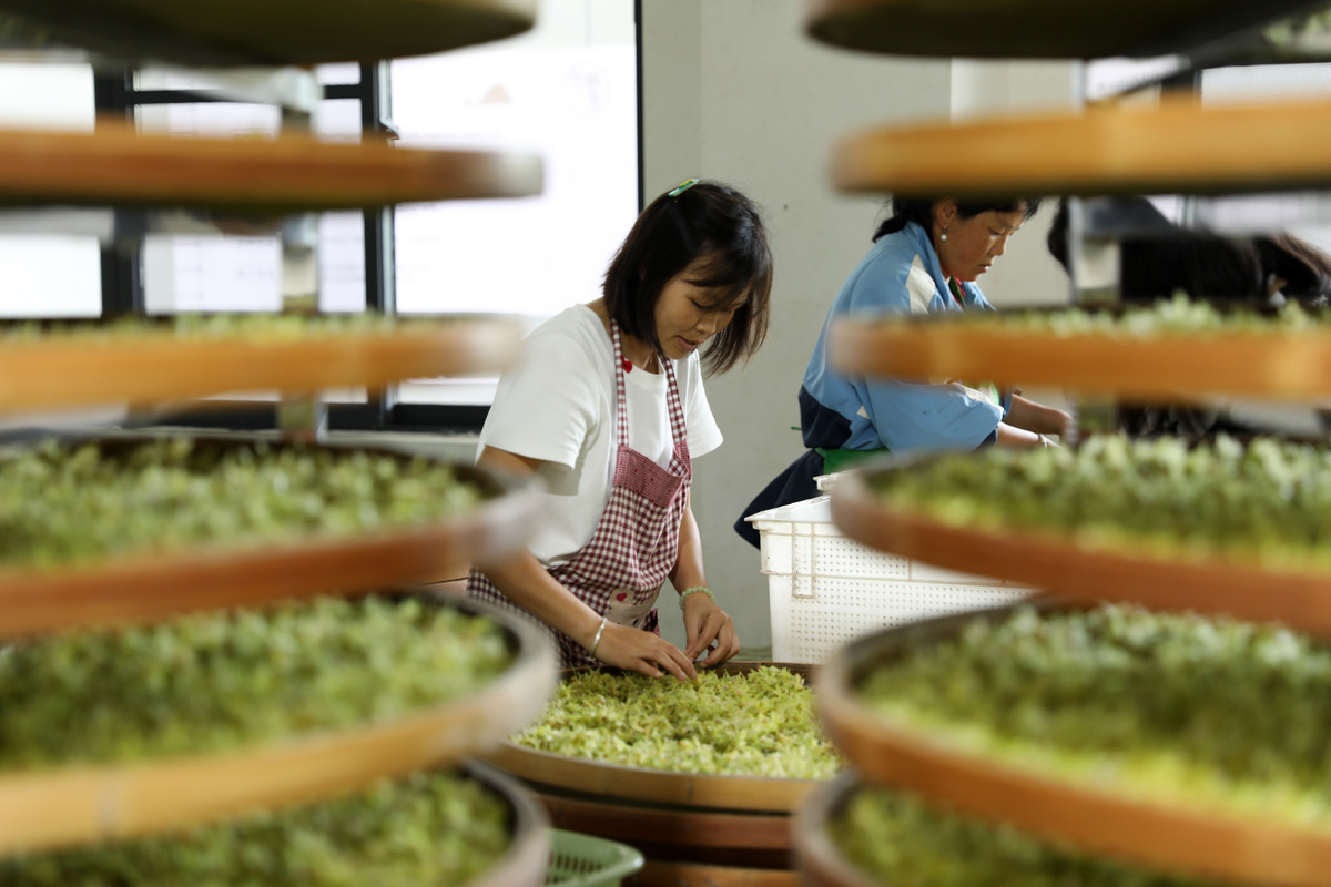 贵州职校茶叶生产与加工专业就业前景好不好？好就业吗