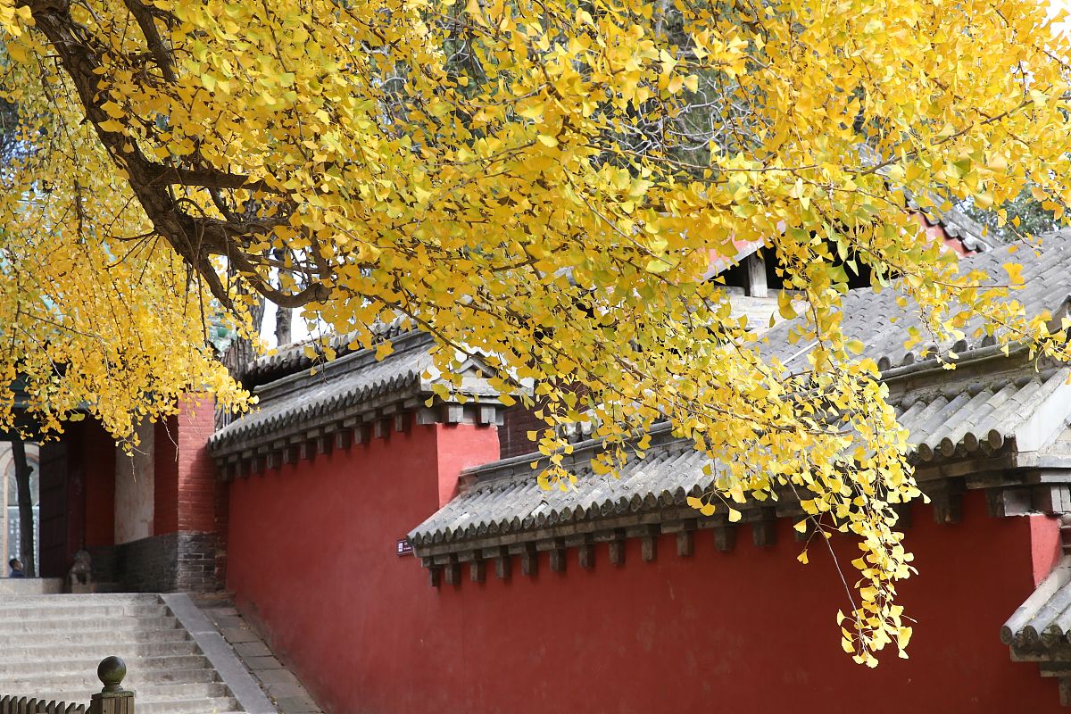 郑州商贸旅游职业学院专业介绍 怎么样