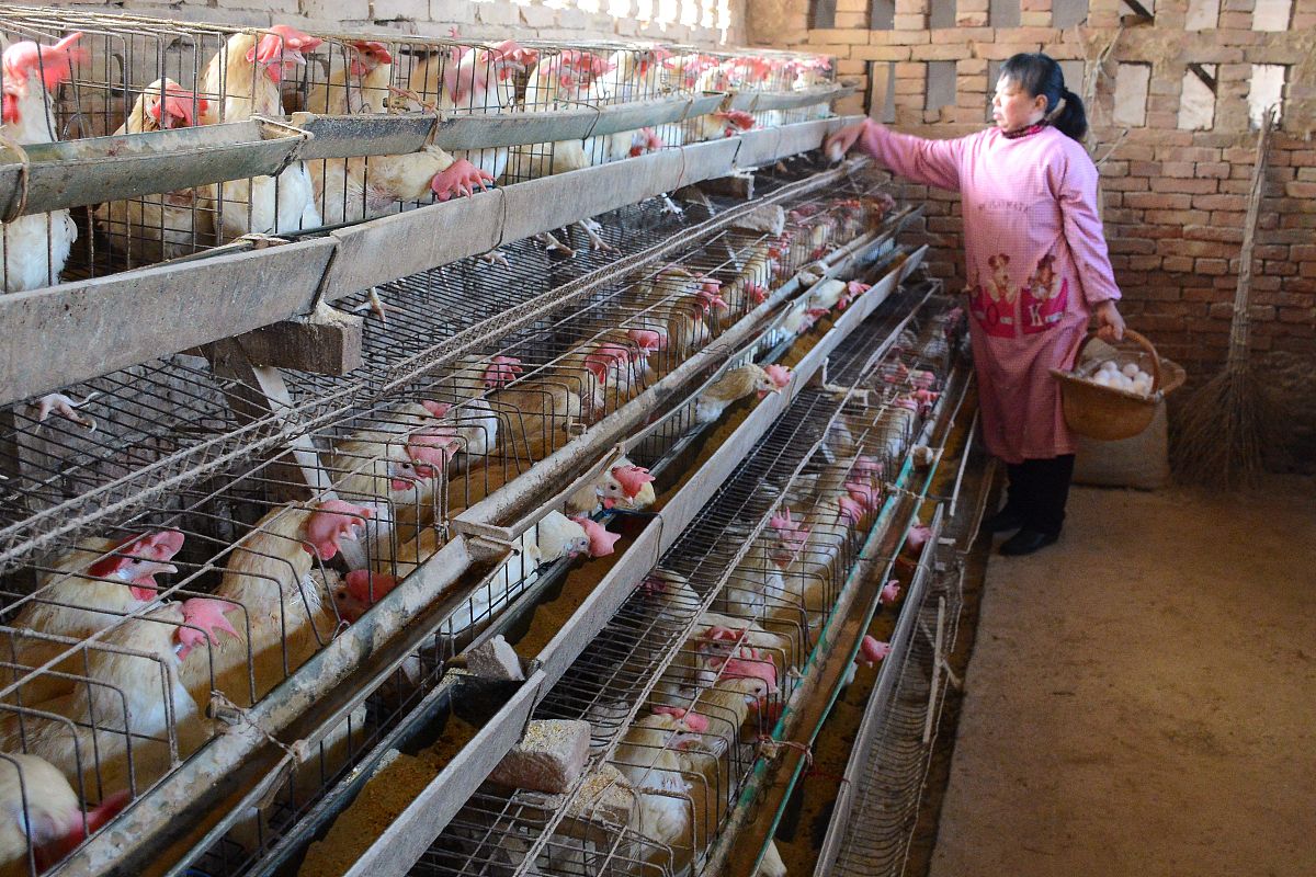 鸡鸭苗技术：起源于中国，助力家禽养殖效率提升