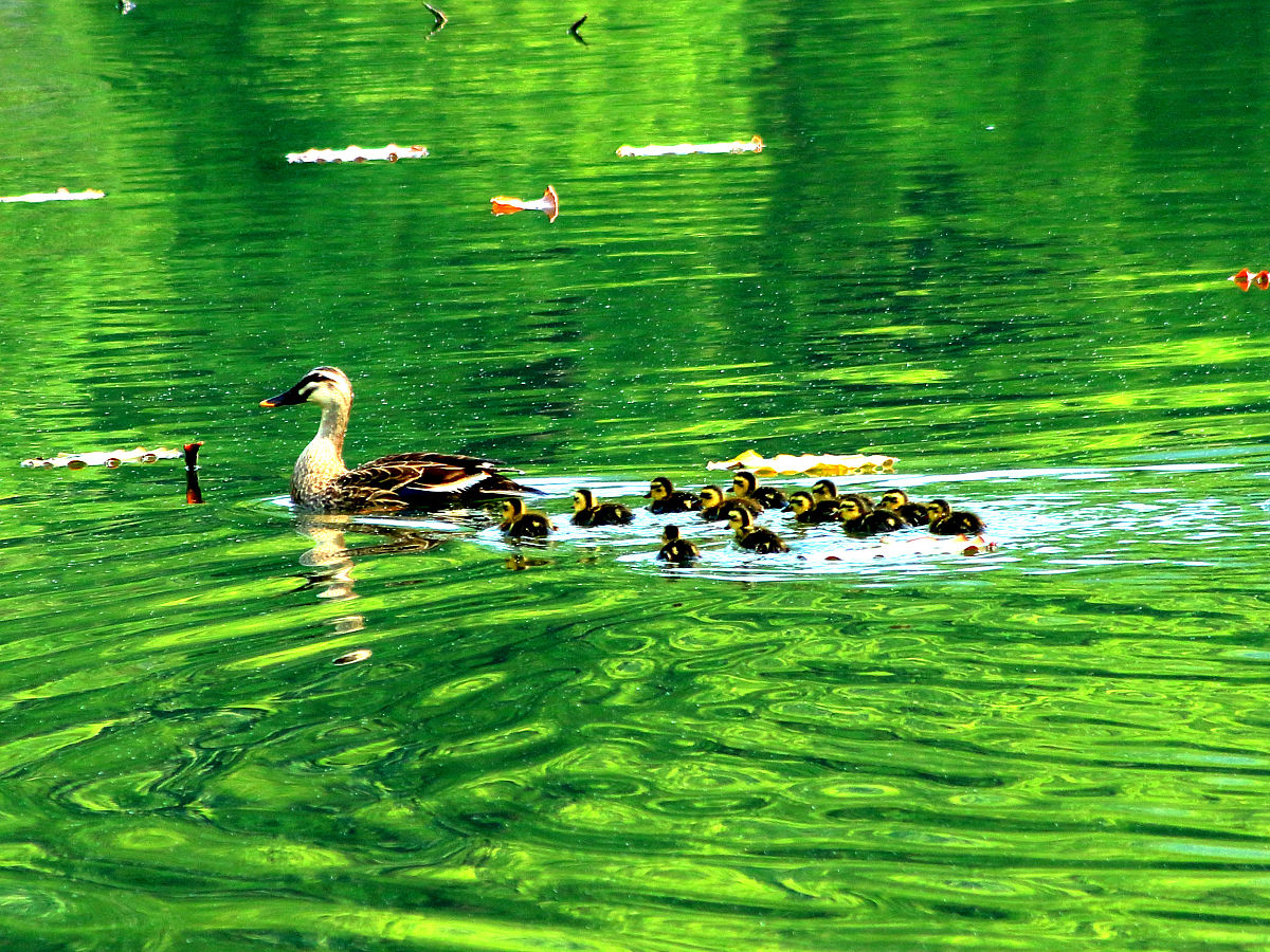 请用100字描述小鸭子在翠绿的河上玩耍的场景