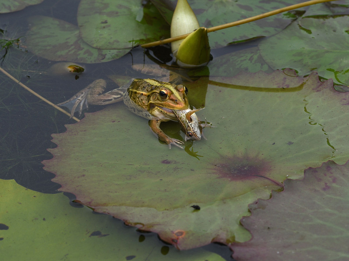 小蝌蚪在荷叶上干什么？300字解答！