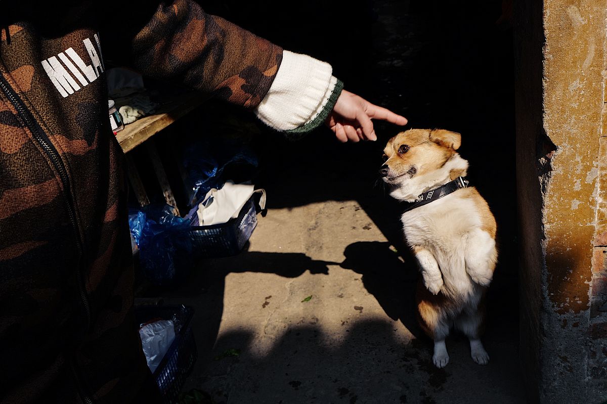 《忠犬八公》剧情分段