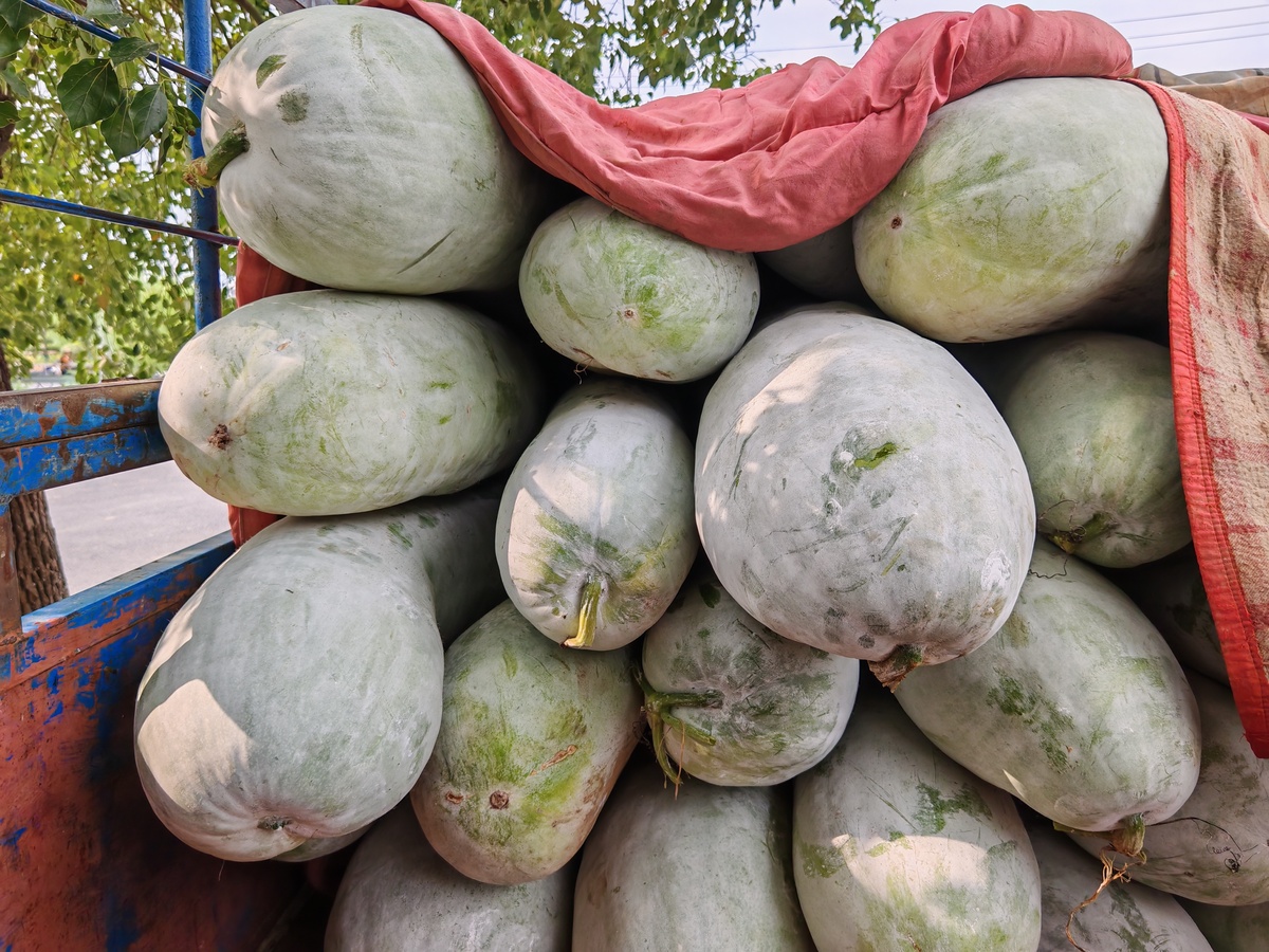 广西石瓜和冬瓜的区别：外形、口感、营养大不同！